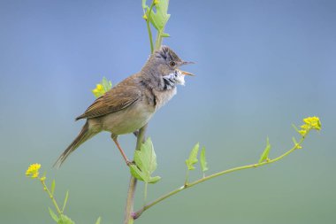 Closeup of a Whitethroat bird, Sylvia communis, foraging in a green meadow clipart