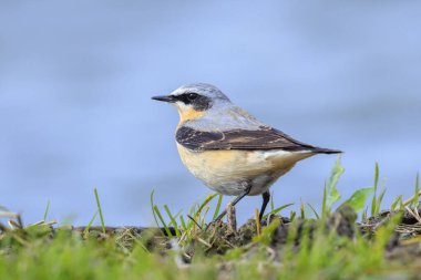 Kuzeyli erkek, Oenanthe Oenanthe Oenanthe, çimen tarlasında yiyecek arıyor.