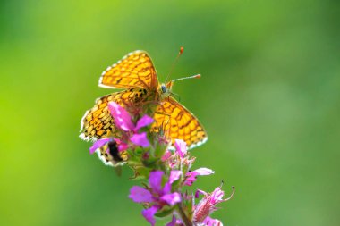 Close-up of glanville fritillary, melitaea cinxia, butterfly mating in a meadow clipart