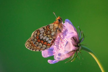 Heath fritillary butterfly, melitaea athalia, pollinating in a flower field clipart