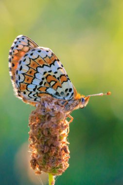 Close-up of glanville fritillary, melitaea cinxia, butterfly mating in a meadow clipart