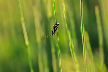 Benekli sülfür, acontia trabealis, çayırda dinlenen güve.
