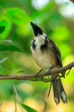 Kırmızı-viskerli veya tepeli bulbul, Pycnonotus jocosus, bir yağmur ormanları içinde tünemiş