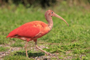 Kızıl aynak Eudocimus ruber tropikal wader kuş yere yiyecek arama kuş. Trinidad ve Tobago iki Ulusal kuş biridir. 