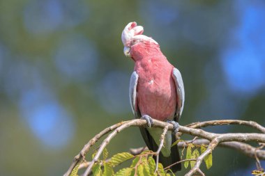 Gül göğüslü papağan, Galah kakadusu, pembe ve gri papağan ya da gül kakadusu olarak da bilinen Eolophus gülü papağanı, en yaygın ve yaygın kakadulardan biridir ve Mai 'nin neredeyse tüm açık arazilerinde görülebilir.
