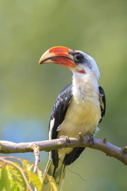 Von Der Decken 'in boynuz gagasının yakın çekimi, Tockus Deckeni, ormandaki kuş tünemesi