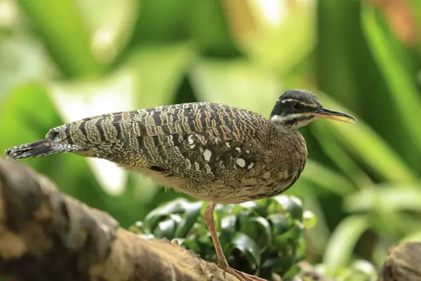 stock image Closeup of a perched sunbittern, Eurypyga helias, bird foraging in a tropical forest