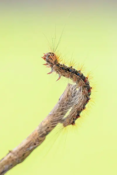 Stock image Gypsy moth or spongy moth , Lymantria dispar, caterpillar crawling and climbing. Selective focus technique is used.