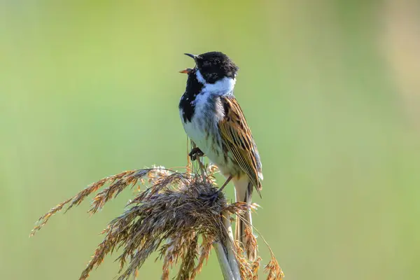 stock image A common reed bunting Emberiza schoeniclus sings a song.