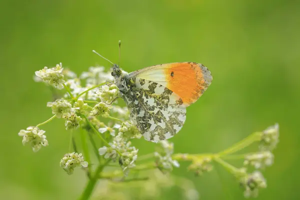 stock image Anthocharis cardamines Orange tip male butterfly resting in sunlight top view with wings opened, foraging.