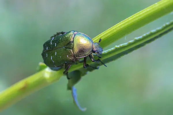 stock image Closeup of a cetonia aurata, green rose chafer beetle climbing a grass stem in a meadow