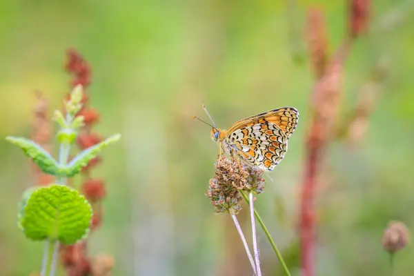 stock image Closeup of a knapweed fritillary, Melitaea phoebe, butterfly resting and pollinating in bright sunlight.