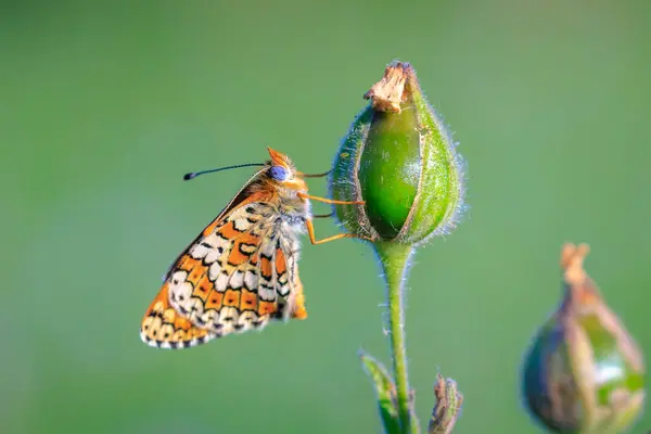 stock image Close-up of glanville fritillary, melitaea cinxia, butterfly mating in a meadow