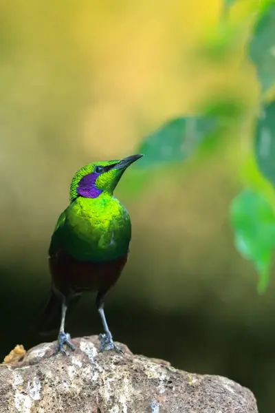 stock image Closeup of a emerald starling, Lamprotornis iris, also known as the iris glossy starling