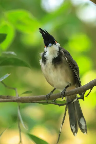 stock image red-whiskered or crested bulbul, Pycnonotus jocosus,  perched in a rainforest