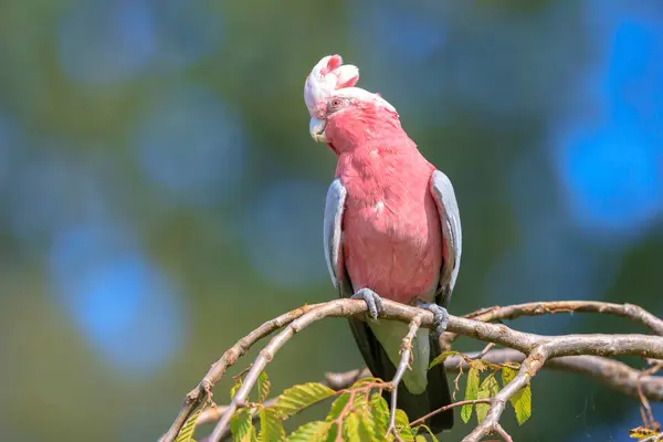 stock image The galah, Eolophus roseicapilla, also known as the rose-breasted cockatoo, galah cockatoo, pink and grey cockatoo or roseate cockatoo, is one of the most common and widespread cockatoos, and it can be found in open country in almost all parts of mai