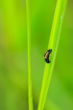 Ladybug insect larva or pupa closeup. Pupal stage on green vegetation closeup.  clipart