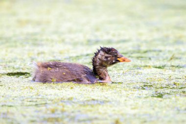 Küçük yağlı bir çocuğun yakın çekimi, Takibaptus Ruficollis, yüzme.
