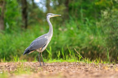 Gri balıkçıl, Ardea Cinerea 'ya yakın, ormanda avlanıyor.