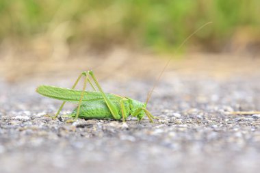 Macro close-up of a Great Green Bush-cricket, Tettigonia viridissima, warming in the sun clipart