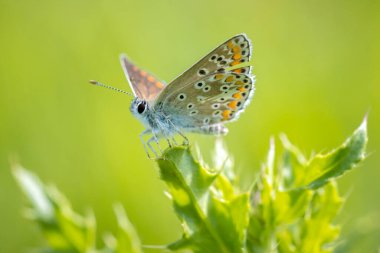 Kahverengi Argus kelebeğini kapat, Aricia agestis, çiçek tarlasında tozlaşıyor. Yan görünüm, açık kanatlar