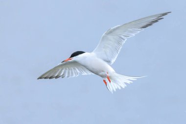 Bayağı sumru, Sterna hirundo, uçak içi ise avcılık balık için