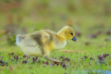 Greylag kaz civcivi Anser anser 'ın yeşil bir çayırda yiyecek arama görüntüsü.