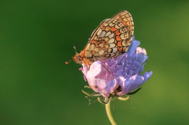 Heath fritillary kelebeği, melitaea athalia, çiçek tarlasında tozlaşma.