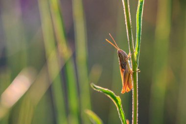 Close-up of a  lesser marsh grasshopper, chorthippus albomarginatus, perched and resting in a meadow in beautiful sunlight. clipart