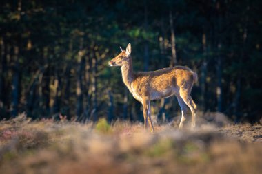 Kızıl geyik erkek, servus elaphus, çiftleşme mevsiminde mor fundaların açtığı ormanın yakınındaki bir tarlada çiftleşiyor..