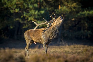 Kızıl geyik erkek, servus elaphus, çiftleşme mevsiminde mor fundaların açtığı ormanın yakınındaki bir tarlada çiftleşiyor..