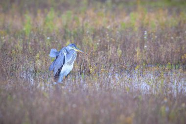 Gri balıkçıl, Ardea Cinerea 'ya yakın, gölde avlanıyor.