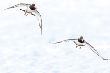 Avrasya istiridye avcısı balıkçı kuşu Haematopus ostralegus 'un yakın çekimi.