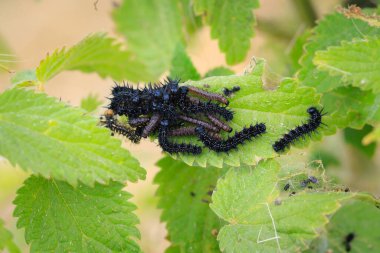 Aglais io, Tavuskuşu Kelebeği Tırtıl bitki örtüsü