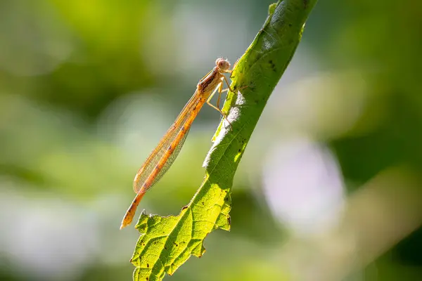 stock image Detail closeup of a western willow emerald damselfly, Chalcolestes viridis, insect resting in the sun