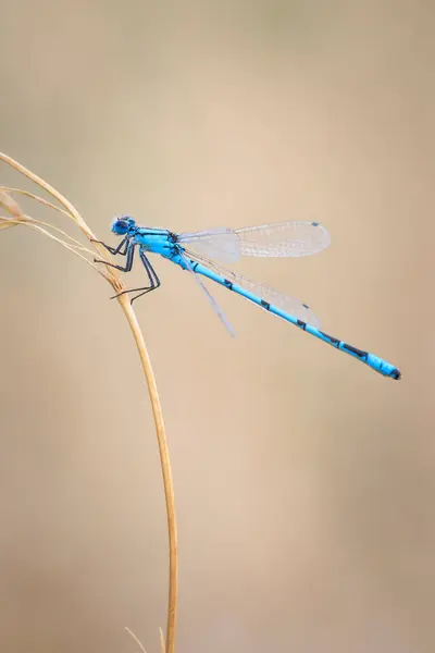 stock image Macro close-up of a common blue damselfly, common bluet, or northern blue Enallagma cyathigerum, resting on a leaf in green grass with his wings along his body. Abstract composition.