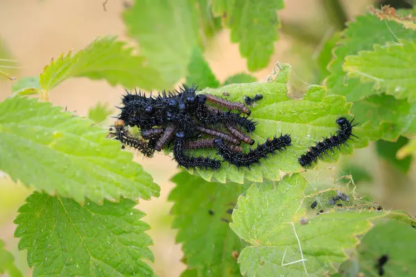 stock image Aglais io, Peacock butterfly caterpillar in vegetation