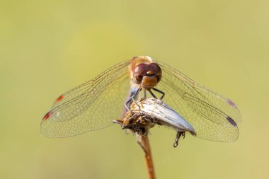Sıradan bir Darter, Sympetrum striolatum, kanatları açık bir erkek kanatlarını kurutuyor, sıcak güneş ışığında..