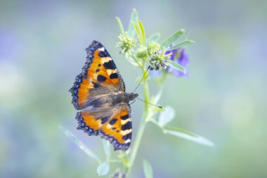 Küçük kaplumbağa kabuğu Aglais urticae kelebeğine yakın çekim. Doğa tarafından izole edilmiş mor çiçekler.