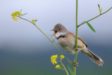 Beyazboğaz kuşu Sylvia Communis, yeşil bir çayırda yiyecek arıyor.