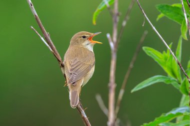 Bataklık bülbülü, Akrocephalus palustris, tarlada öten kuş.