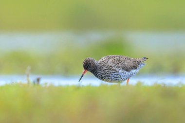 Ortak redshank tringa totanus güneşli bir da suda yem kuş wading