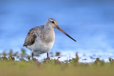 Çubuk kuyruklu bir Godwit, Limosa Lapponica, çayırlarda avlanan ve poz veren balıkçı kuşları.