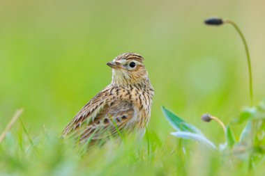 Avrasya tarla kuşu, Alauda arvensis, parlak güneş ışığında yürüyen bir çayırda.