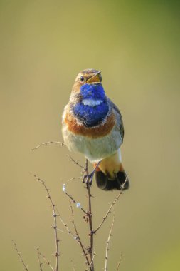 A blue-throat male bird Luscinia svecica cyanecula singing to attract a female during breeding season in Springtime clipart