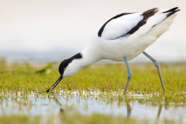 Pied Avocet, Recurvirostra avosetta 'nın yakın plan görüntüsü.