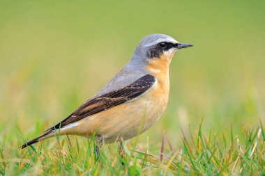 Kuzeyli bir erkek kuş olan Oenanthe Oenanthe Oenanthe 'ye yakın plan.