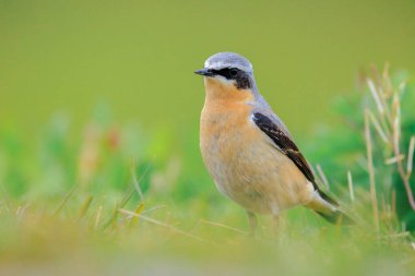 Kuzeyli bir erkek kuş olan Oenanthe Oenanthe Oenanthe 'ye yakın plan.