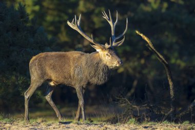Kızıl geyik erkek, servus elaphus, çiftleşme mevsiminde mor fundaların açtığı ormanın yakınındaki bir tarlada çiftleşiyor..