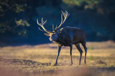 Kızıl geyik erkek, servus elaphus, çiftleşme mevsiminde mor fundaların açtığı ormanın yakınındaki bir tarlada çiftleşiyor..